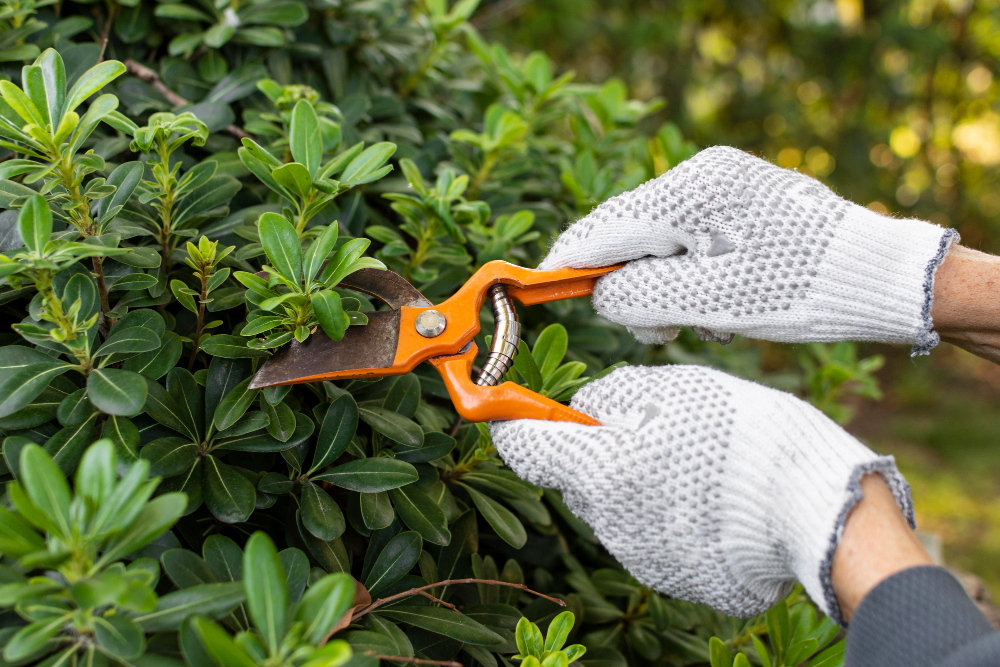 Choosing the Right Hedge Trimming & Pruning Service