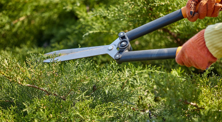 Hedge Trimming & Pruning Services