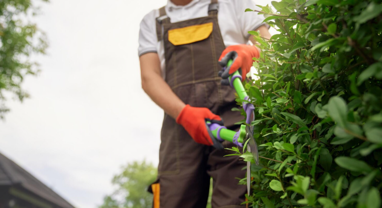 lawn care and garden maintenance services